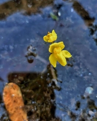 Utricularia breviscapa