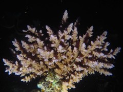 Acropora austera