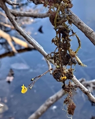 Utricularia breviscapa