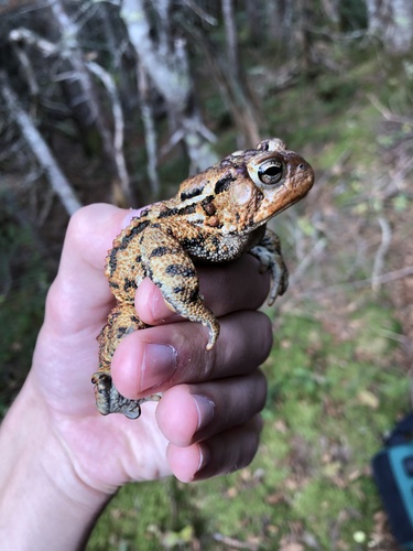 American Toad photographed in Maine