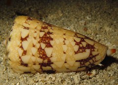 Conus ammiralis image