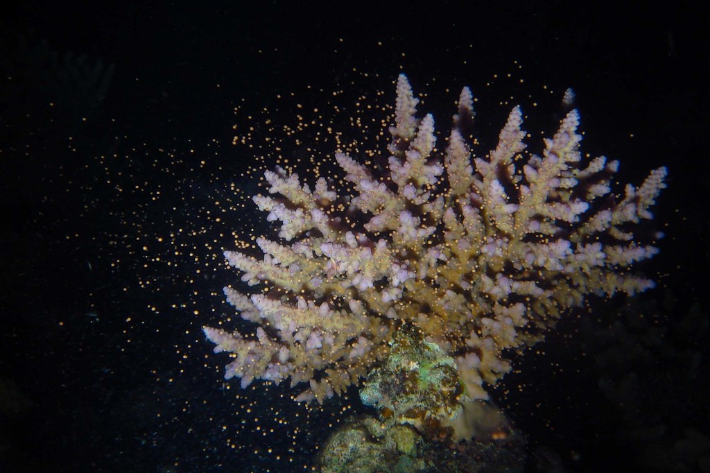 Acropora austera