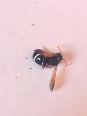 Hypodynerus vespiformis