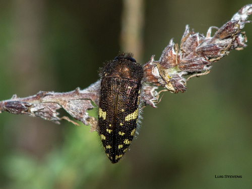 Acmaeodera abdita · iNaturalist