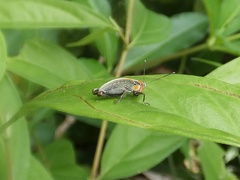 Proctolabinae
