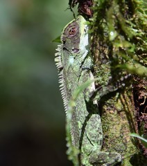 Enyalioides