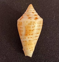 Conus scalaris