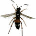 Ichneumoninae - Photo (c) Stephen Thorpe,  זכויות יוצרים חלקיות (CC BY-NC), uploaded by Stephen Thorpe