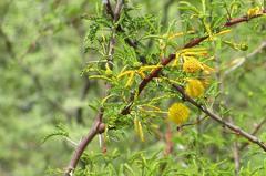 Vachellia vernicosa