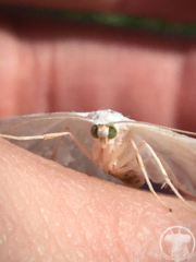 Campaea perlata