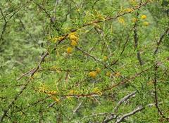 Vachellia vernicosa