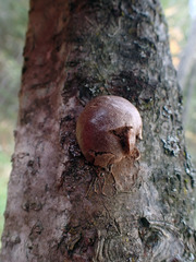 Reticularia splendens