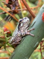 Hyla japonica