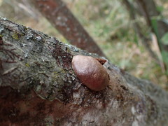Reticularia splendens