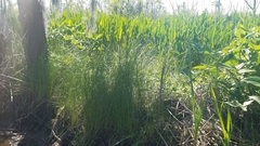 Eleocharis macrostachya