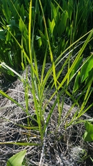 Bolboschoenus robustus