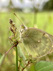 Colias poliographus