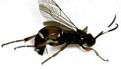 Ichneumon promissorius