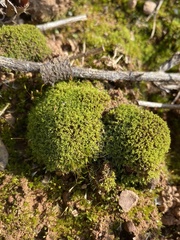 Weissia brachycarpa