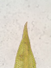Weissia brachycarpa