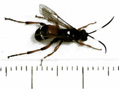 Ichneumon promissorius