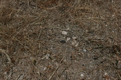 Melecta