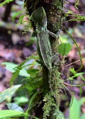 Enyalioides