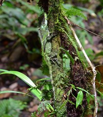 Enyalioides