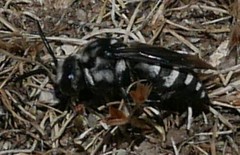 Melecta