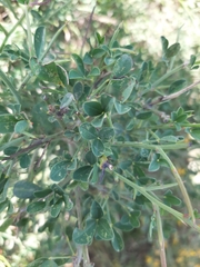 Calicotome spinosa