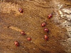 Endomychus coccineus