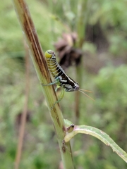 Paraidemona