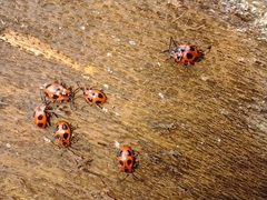 Endomychus coccineus