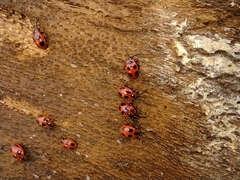 Endomychus coccineus