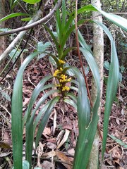 Maxillaria aurea