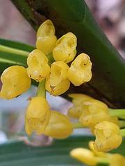 Maxillaria aurea