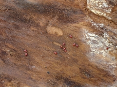 Endomychus coccineus