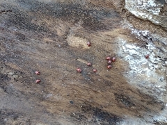 Endomychus coccineus