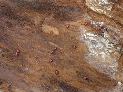 Endomychus coccineus
