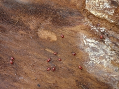 Endomychus coccineus