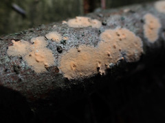 Peniophora aurantiaca