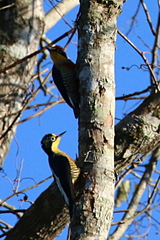 Melanerpes flavifrons