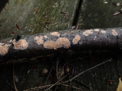 Peniophora aurantiaca