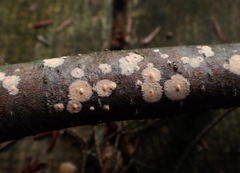 Peniophora aurantiaca