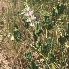 Lupinus microcarpus