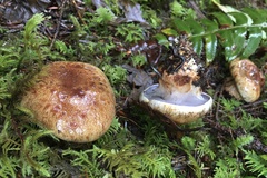 Thaxterogaster purpurascens