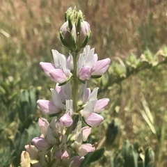 Lupinus microcarpus