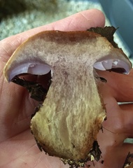 Thaxterogaster purpurascens