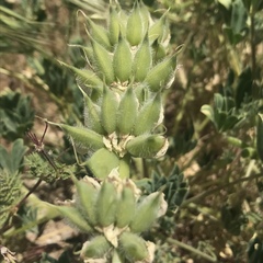Lupinus microcarpus