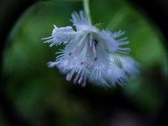 Phacelia fimbriata